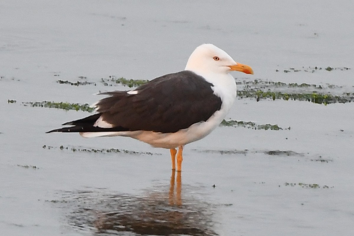 Lesser Black-backed Gull - ML594459961