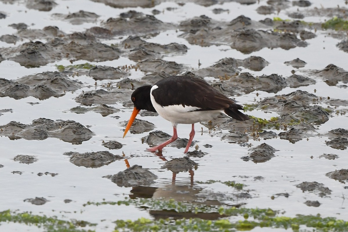 Eurasian Oystercatcher - ML594459981