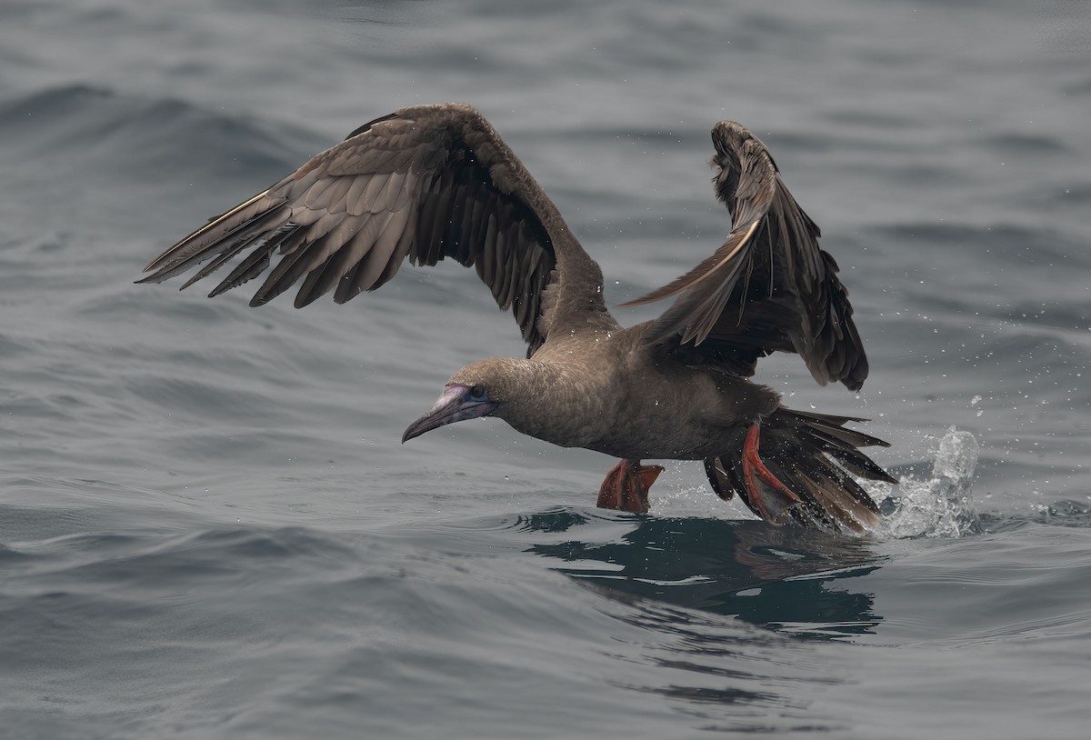 Red-footed Booby - ML594460401