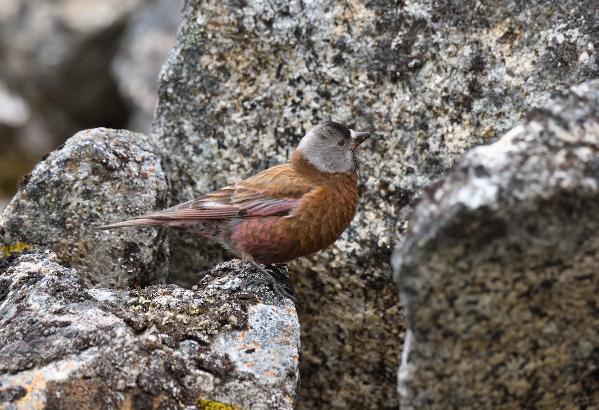 grånakkefjellfink (littoralis) - ML594460421