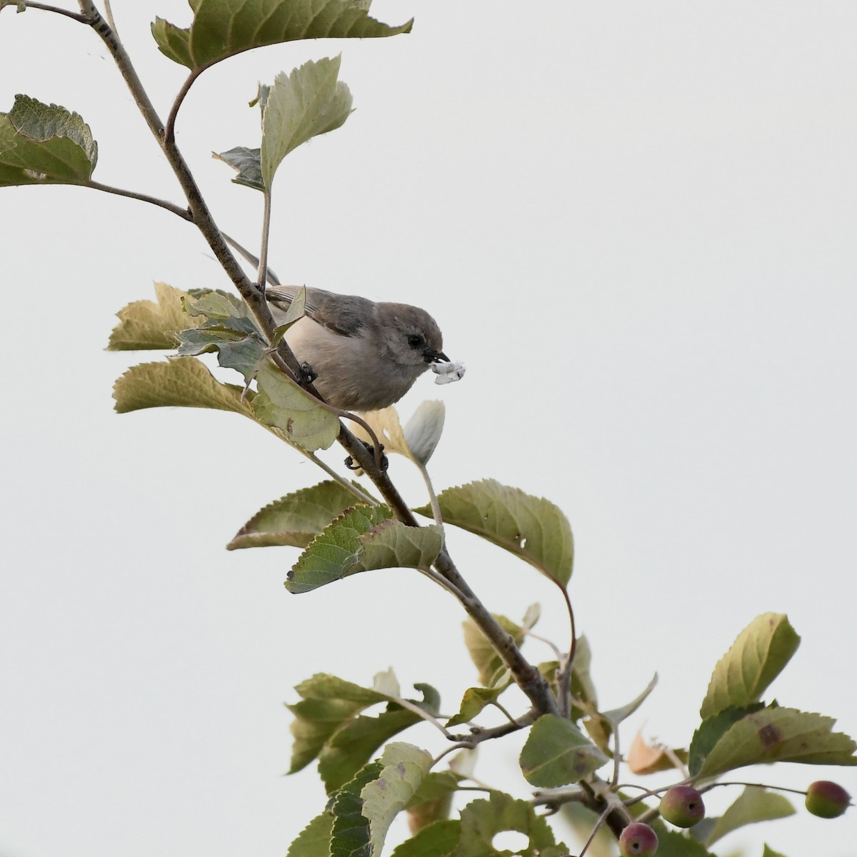 Bushtit - Paul Clarke