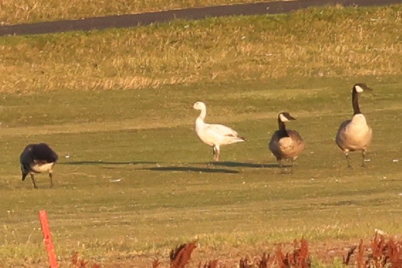 Snow Goose - ML594461561