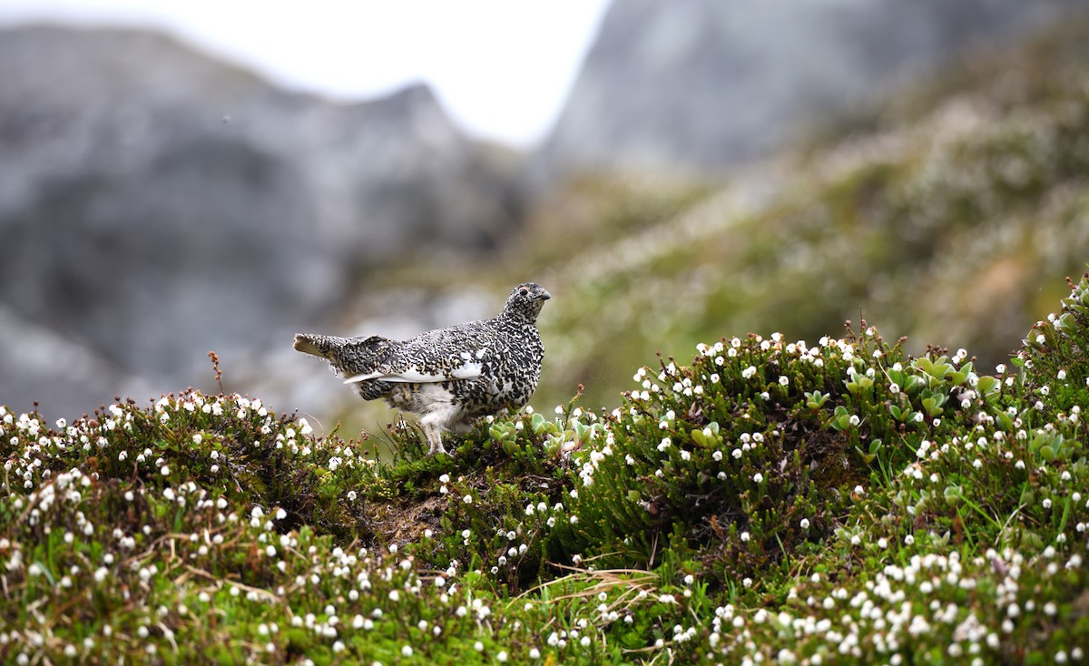 White-tailed Ptarmigan - ML594461591