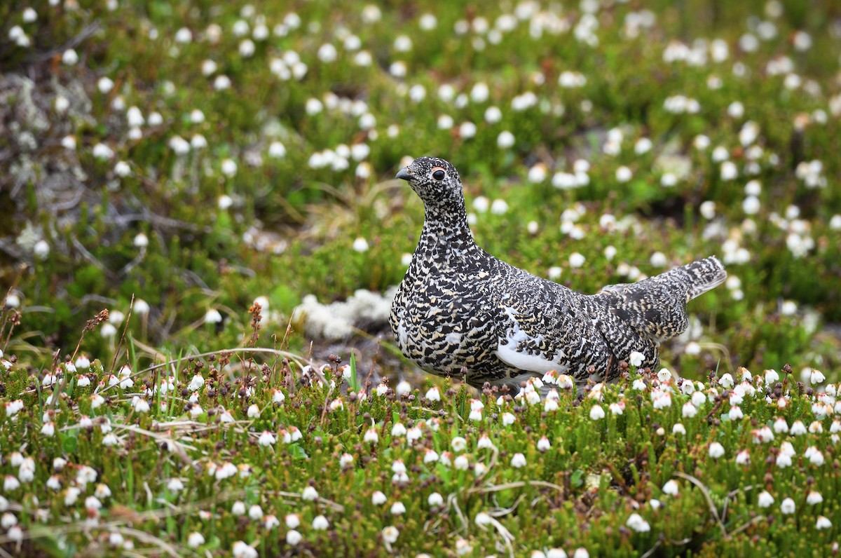 Weißschwanz-Schneehuhn - ML594461621