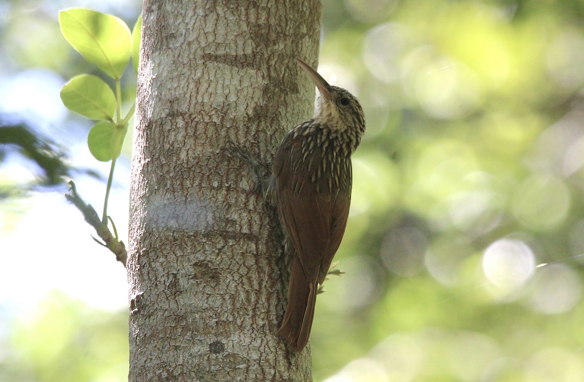 Ivory-billed Woodcreeper - ML594461631