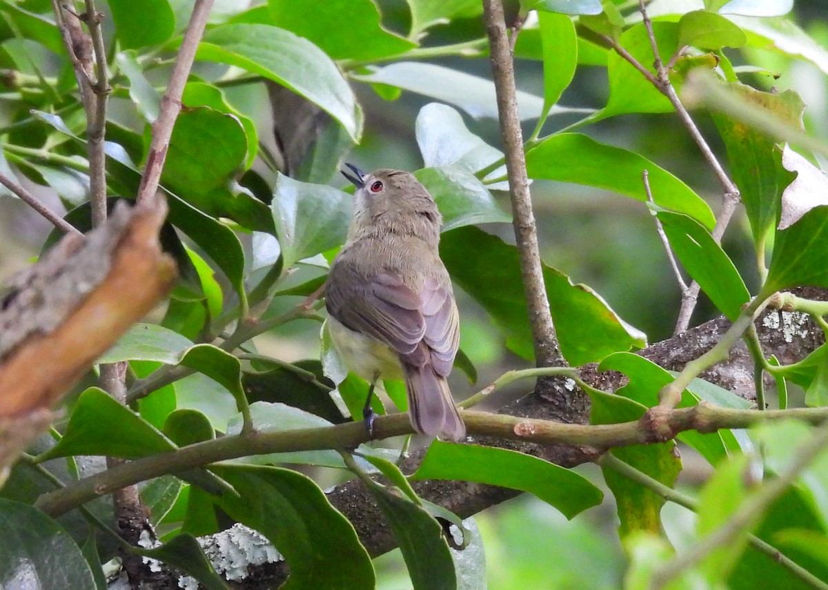 Elfengerygone - ML594462681