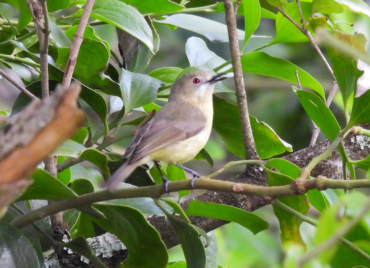 Elfengerygone - ML594462691