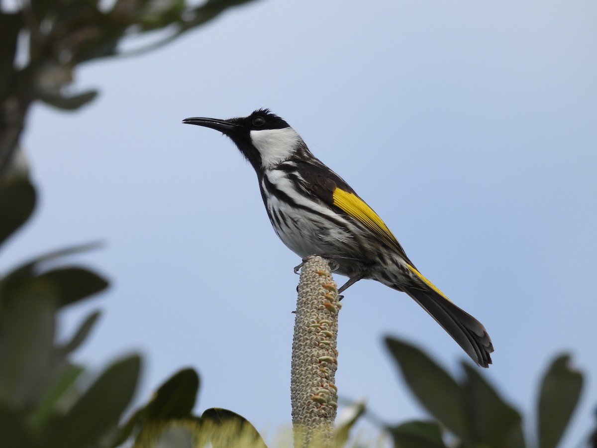 Weißwangen-Honigfresser - ML594462731