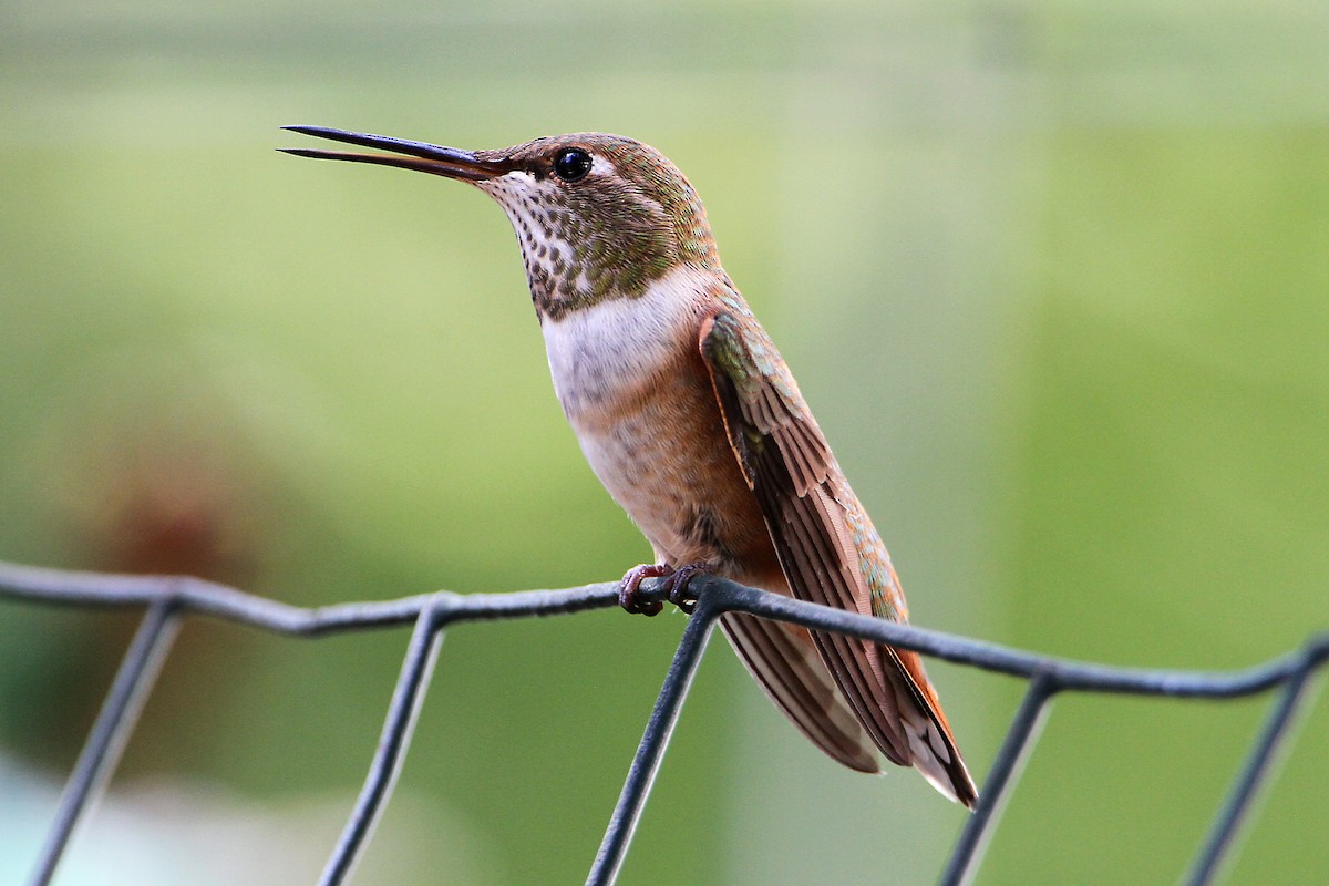 Rufous Hummingbird - Marlene Cashen