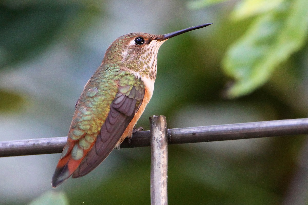 Rufous Hummingbird - ML594463331