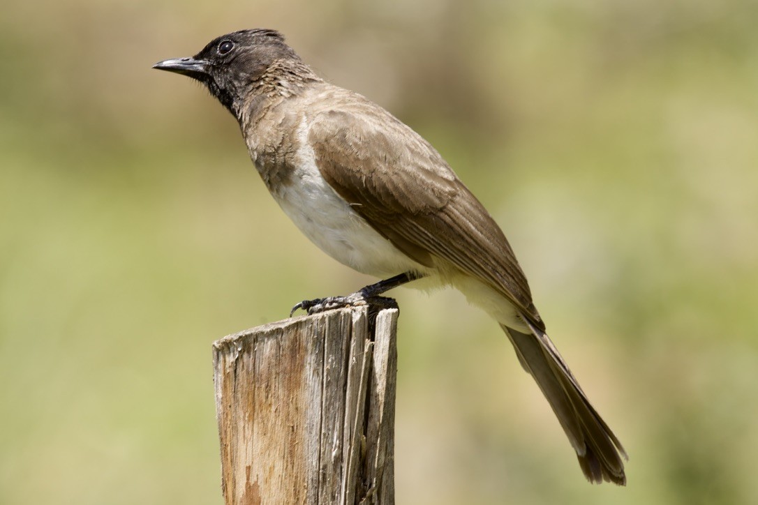 Common Bulbul - ML594463711