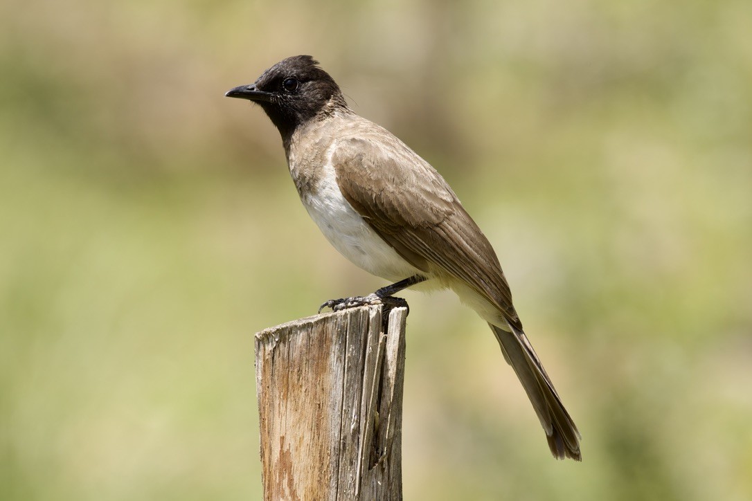 Common Bulbul - ML594463721