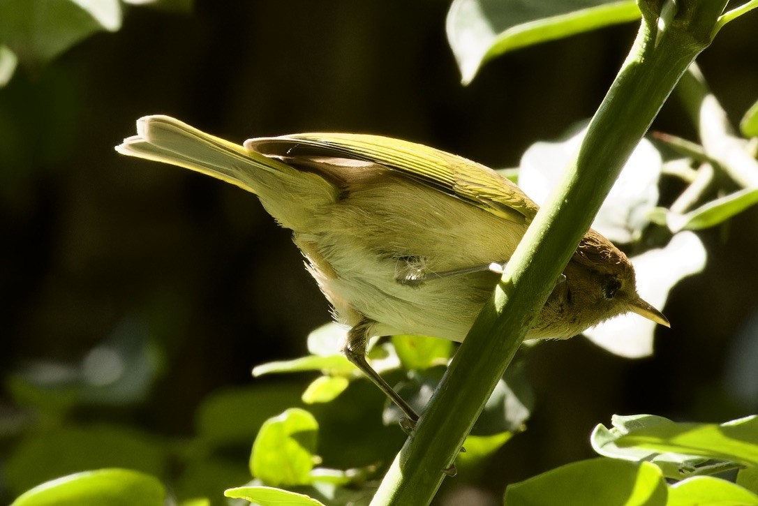 Brown Woodland-Warbler - Ted Burkett