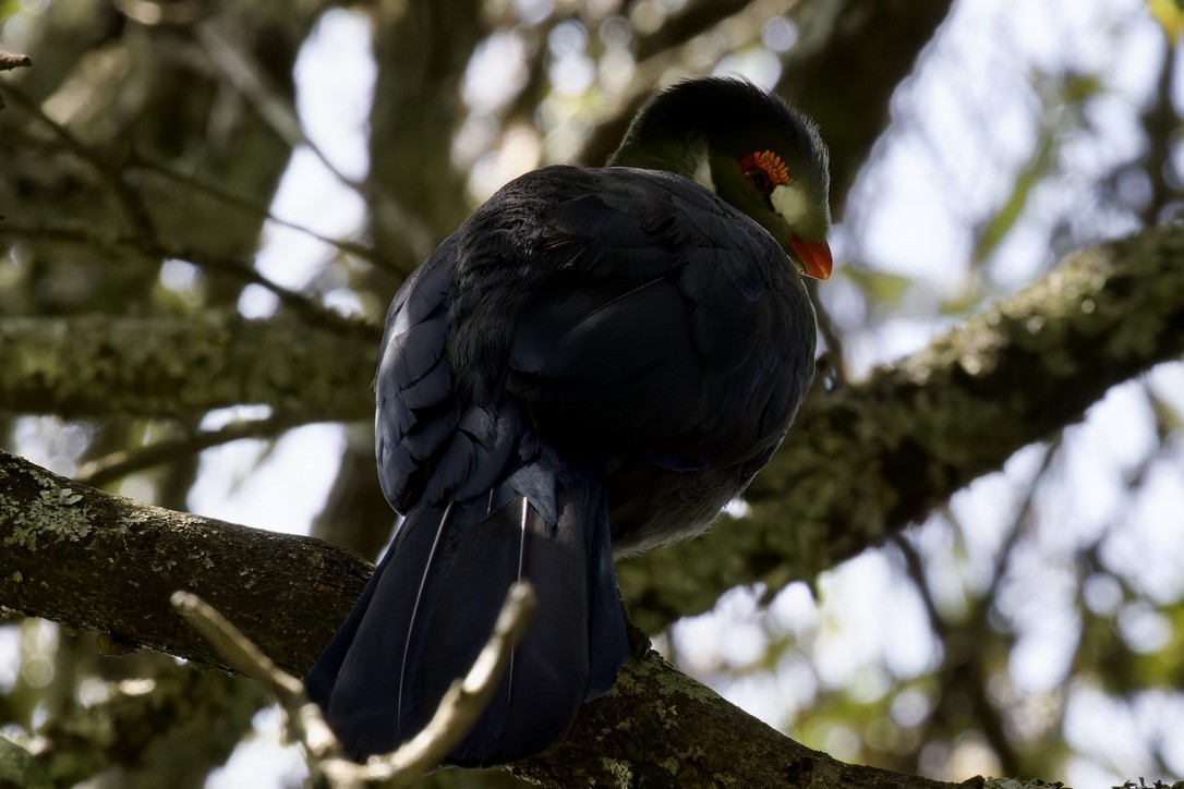 White-cheeked Turaco - Ted Burkett