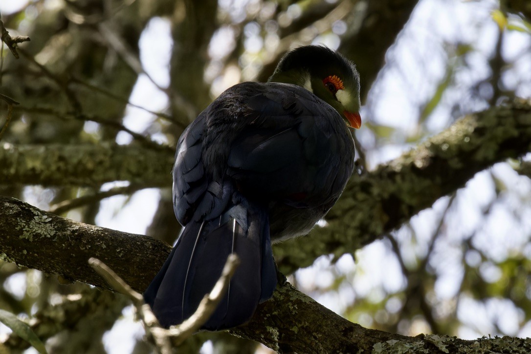 White-cheeked Turaco - Ted Burkett