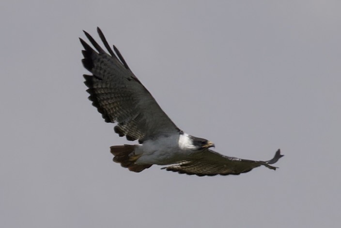 Augur Buzzard - Ted Burkett