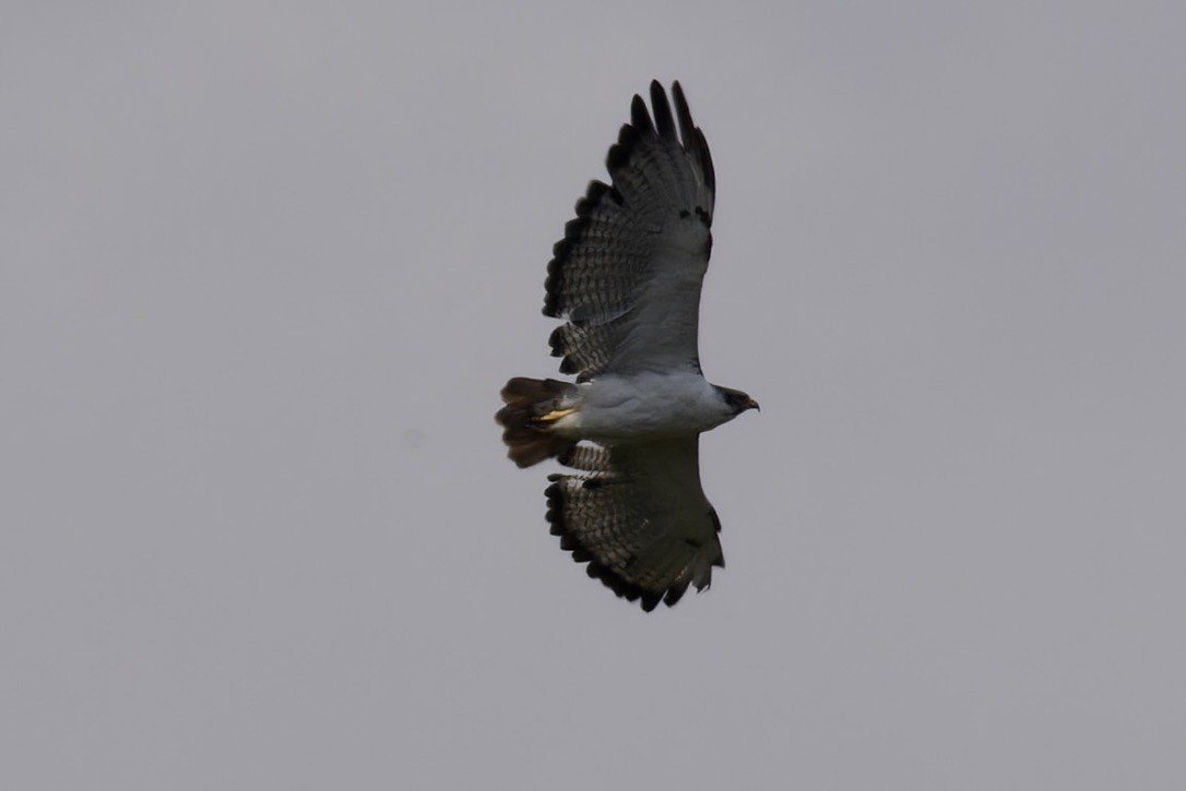 Augur Buzzard - Ted Burkett