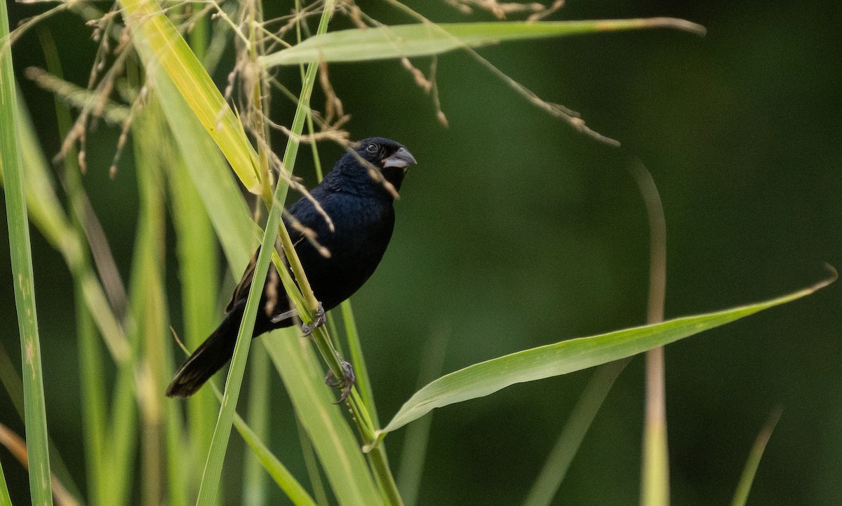 Blue-black Grassquit - Levi Plummer