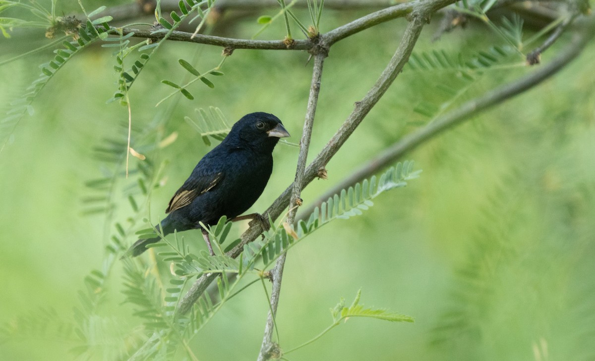 Blue-black Grassquit - Levi Plummer