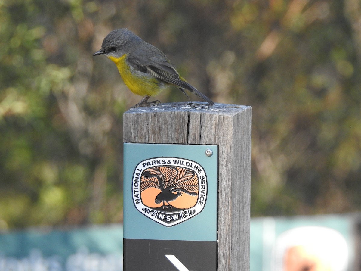 Eastern Yellow Robin - Mark Ley