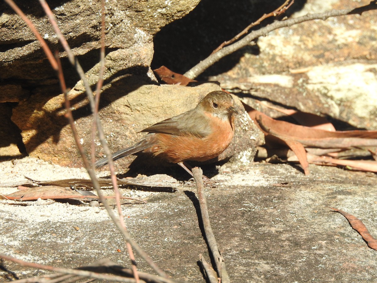 Rockwarbler - ML594465421