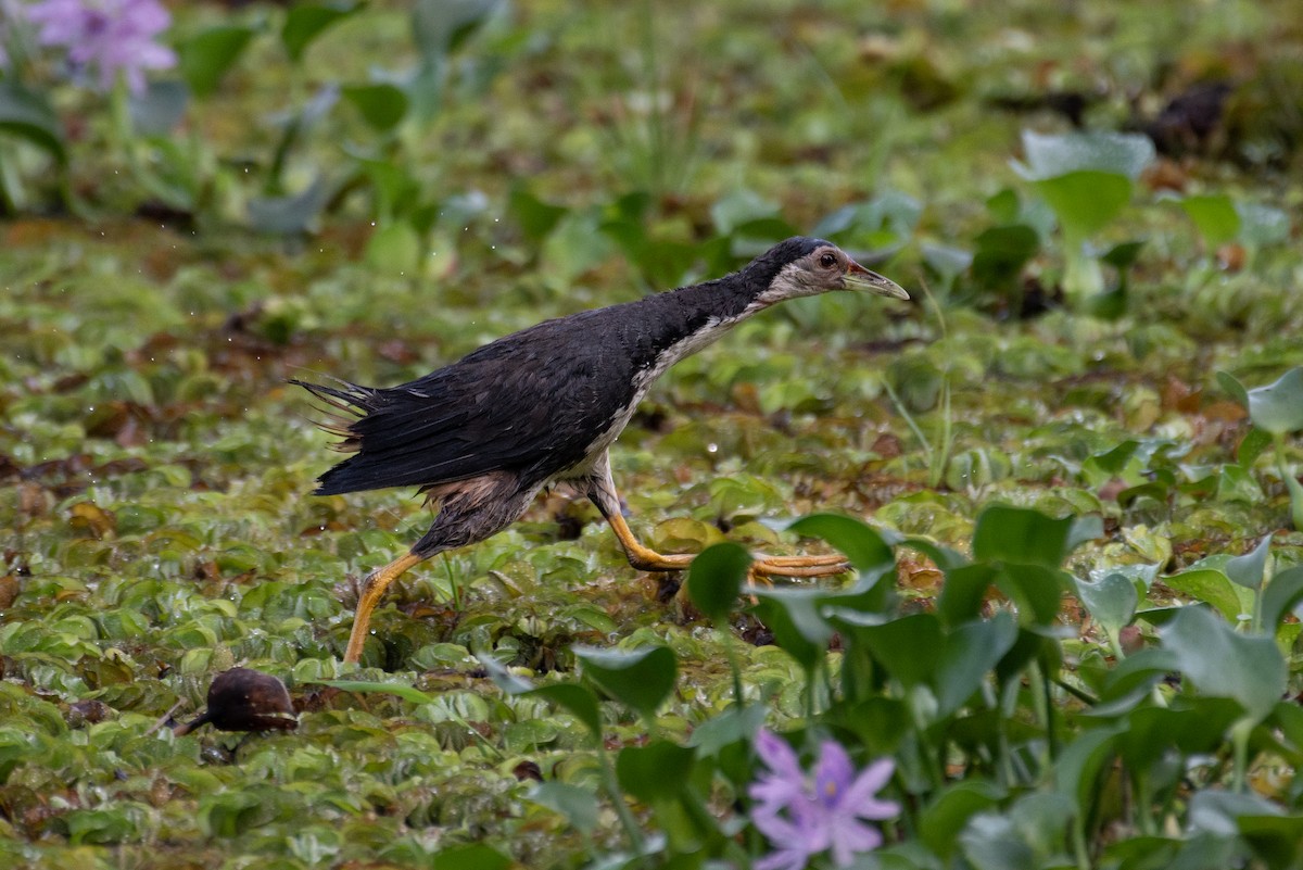 White-breasted Waterhen - ML594466411