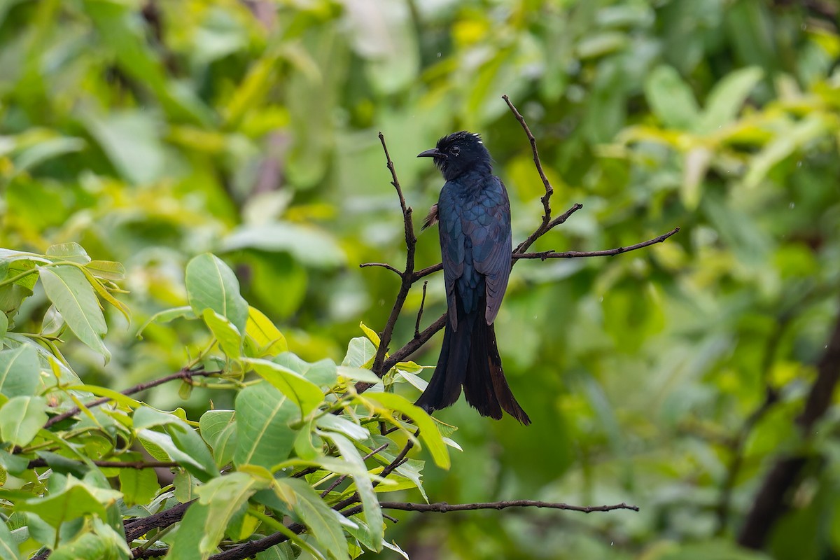 Fork-tailed Drongo-Cuckoo - ML594467371