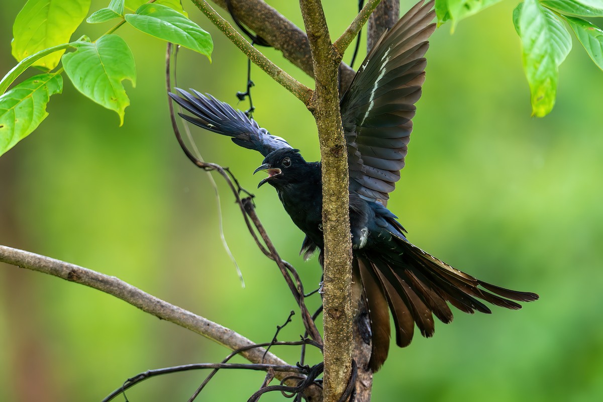 Fork-tailed Drongo-Cuckoo - ML594467381