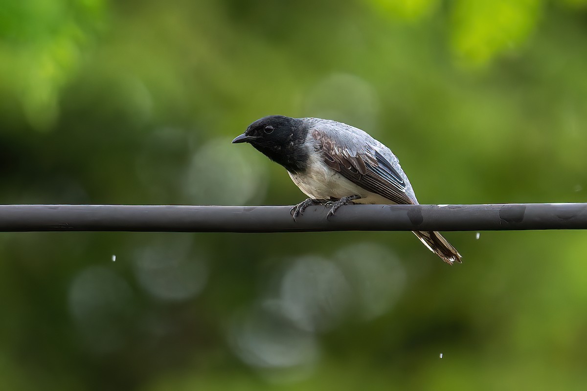 Black-headed Cuckooshrike - ML594467521