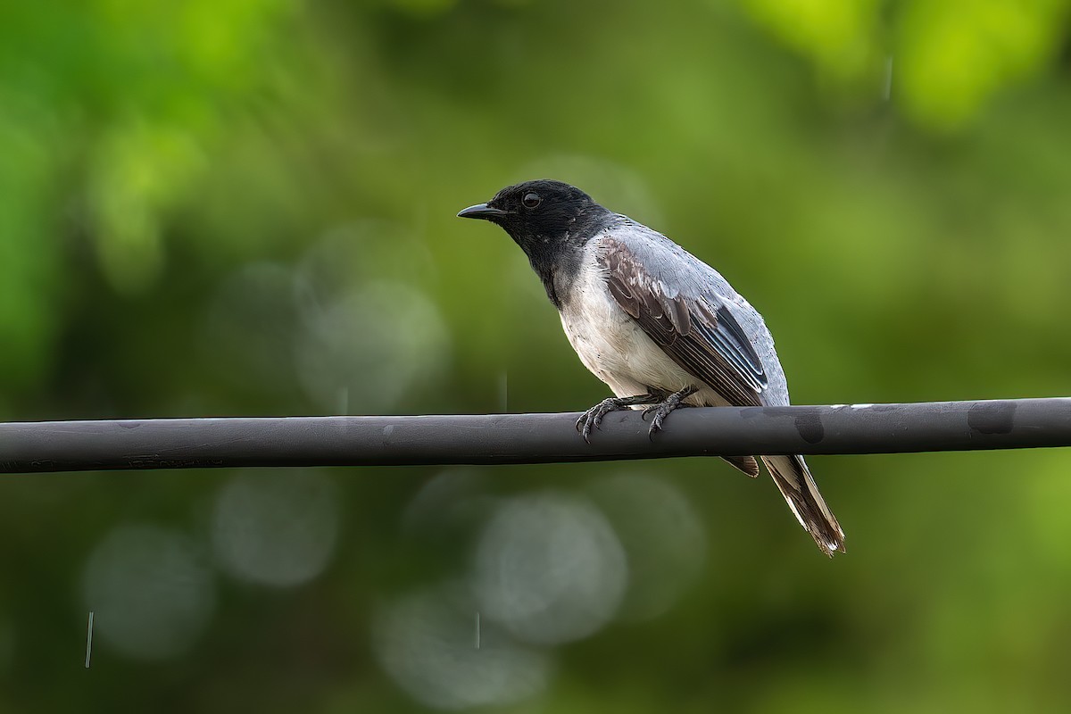 Black-headed Cuckooshrike - ML594467531