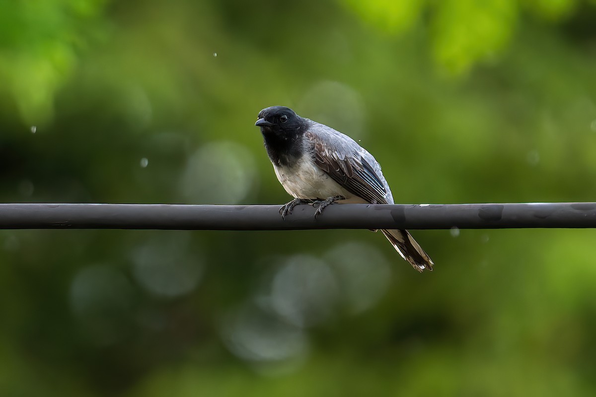 Black-headed Cuckooshrike - ML594467541