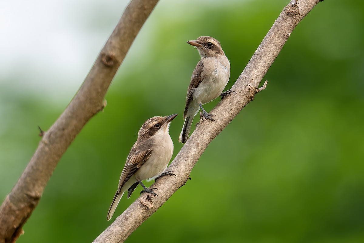 Common Woodshrike - ML594467561