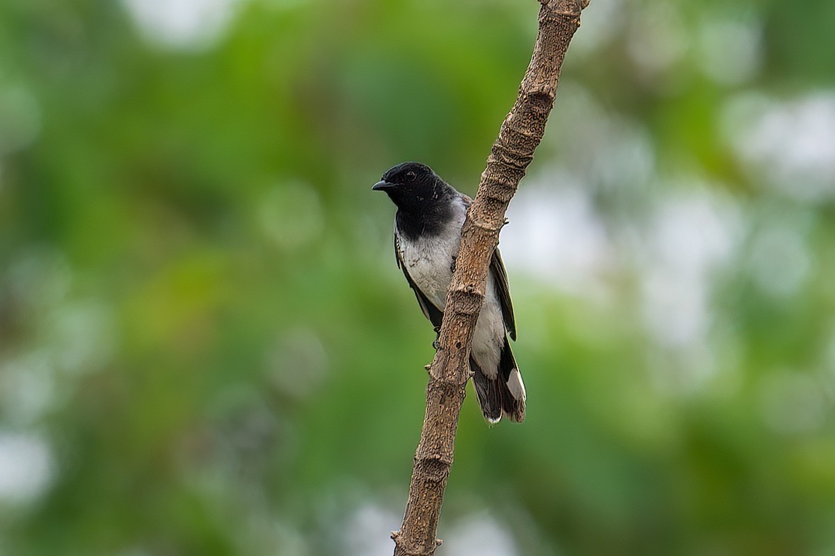 Black-headed Cuckooshrike - ML594467621
