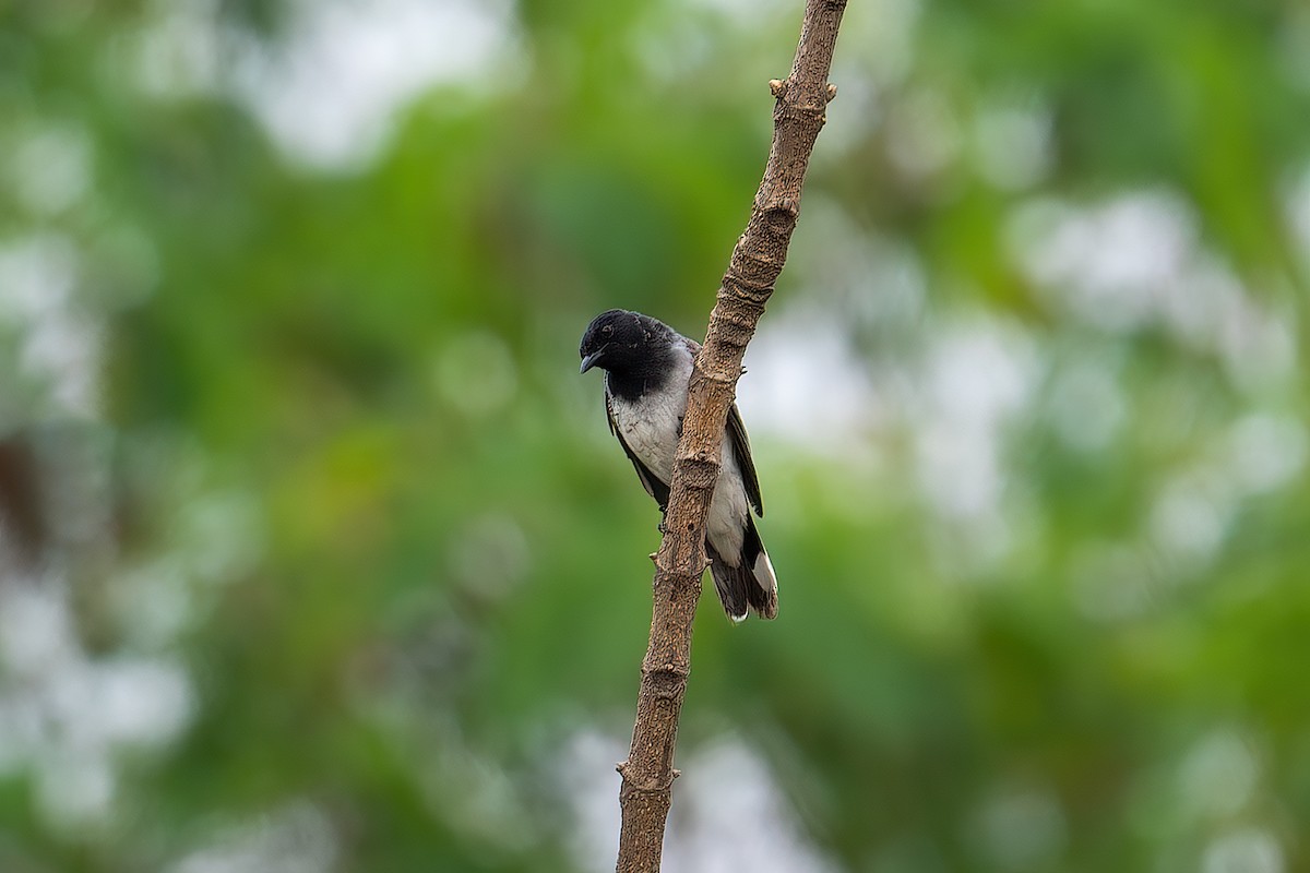 Black-headed Cuckooshrike - ML594467631