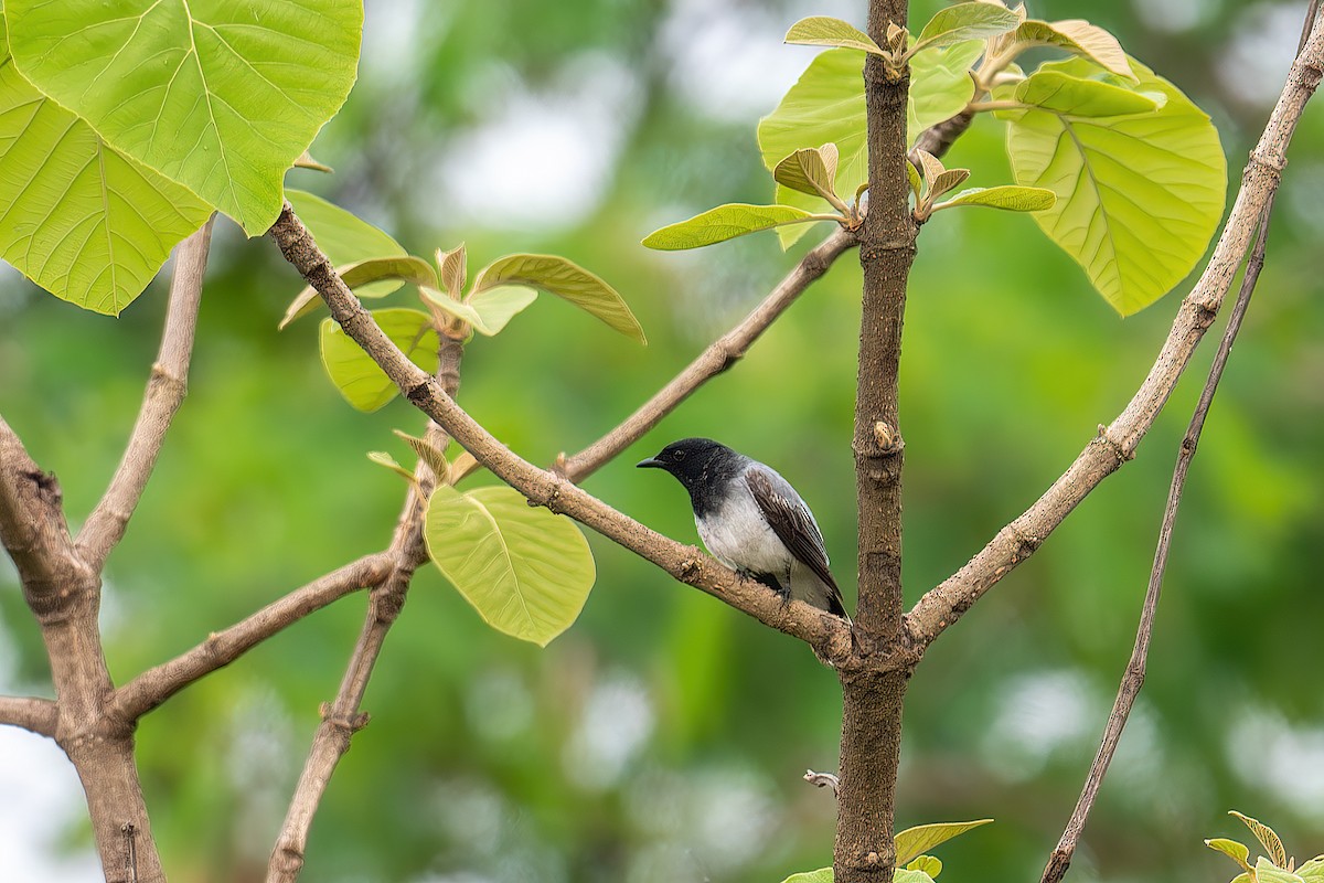 Black-headed Cuckooshrike - ML594467641