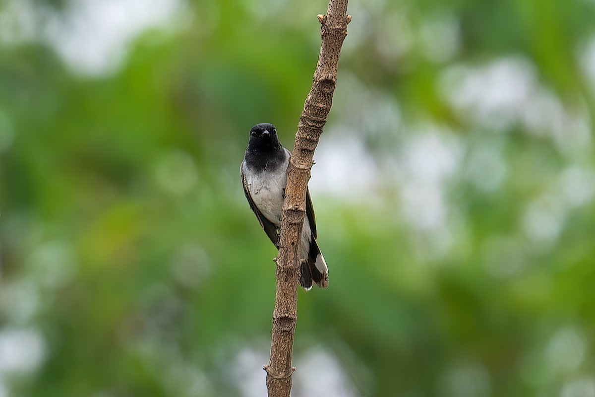 Black-headed Cuckooshrike - ML594467651