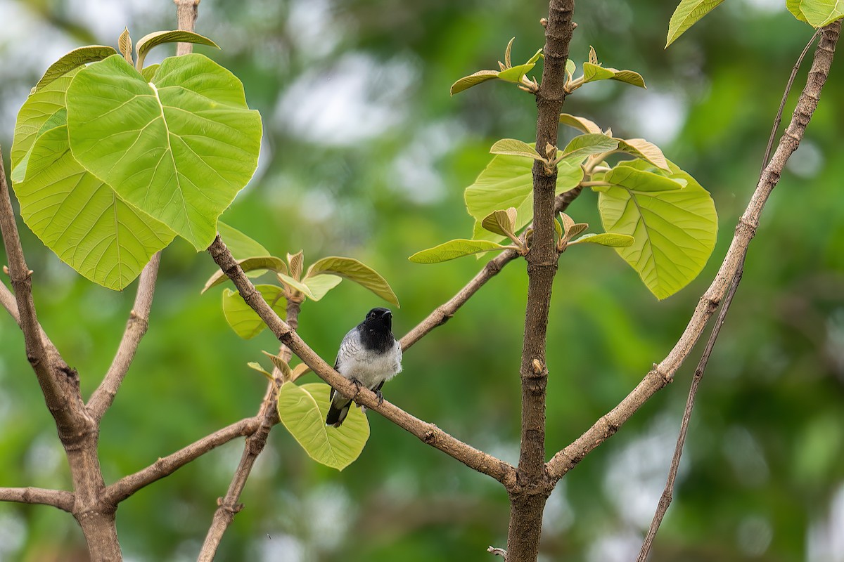 Black-headed Cuckooshrike - ML594467661