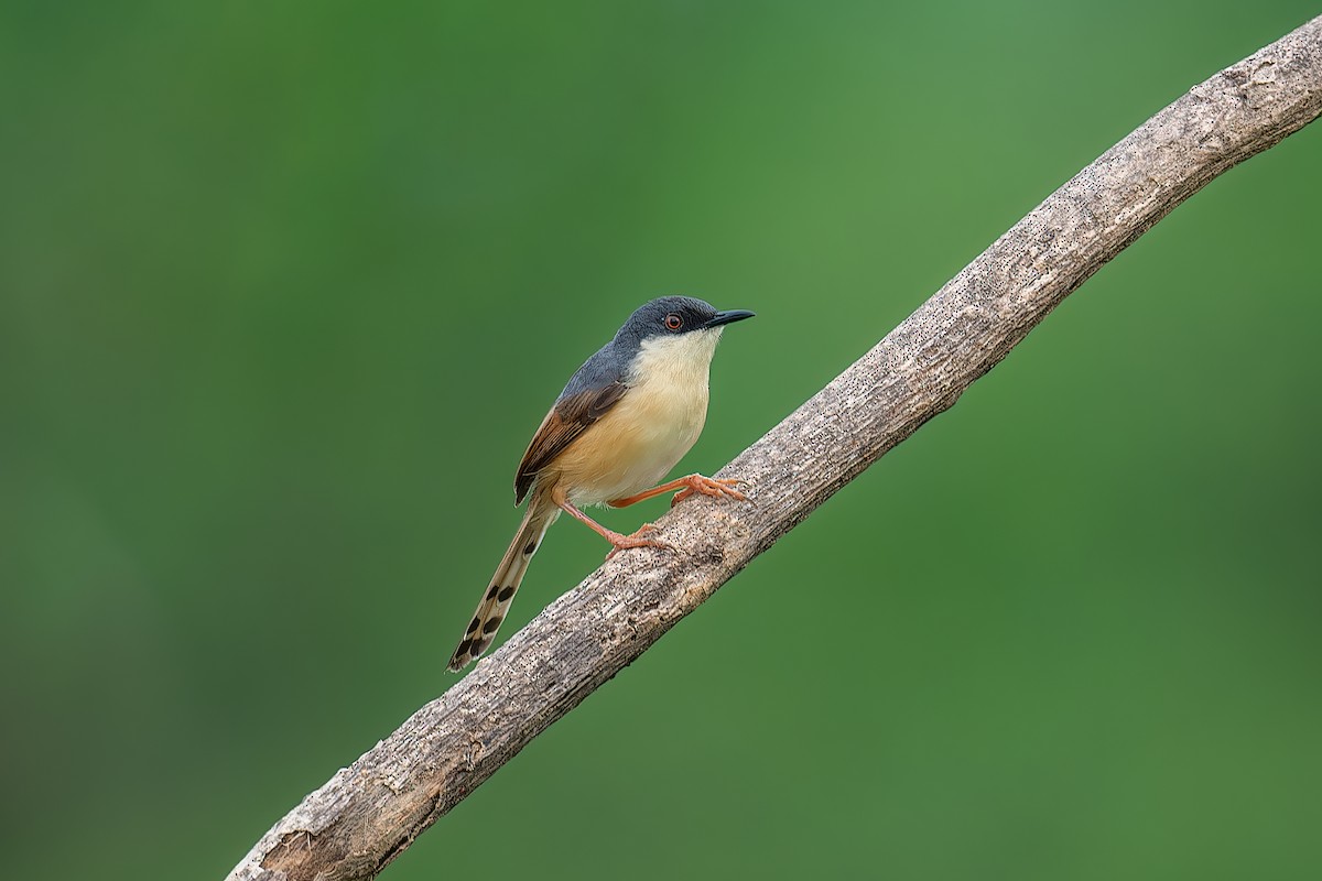 Ashy Prinia - ML594467731