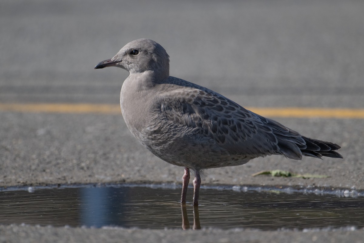 Short-billed Gull - ML594468821