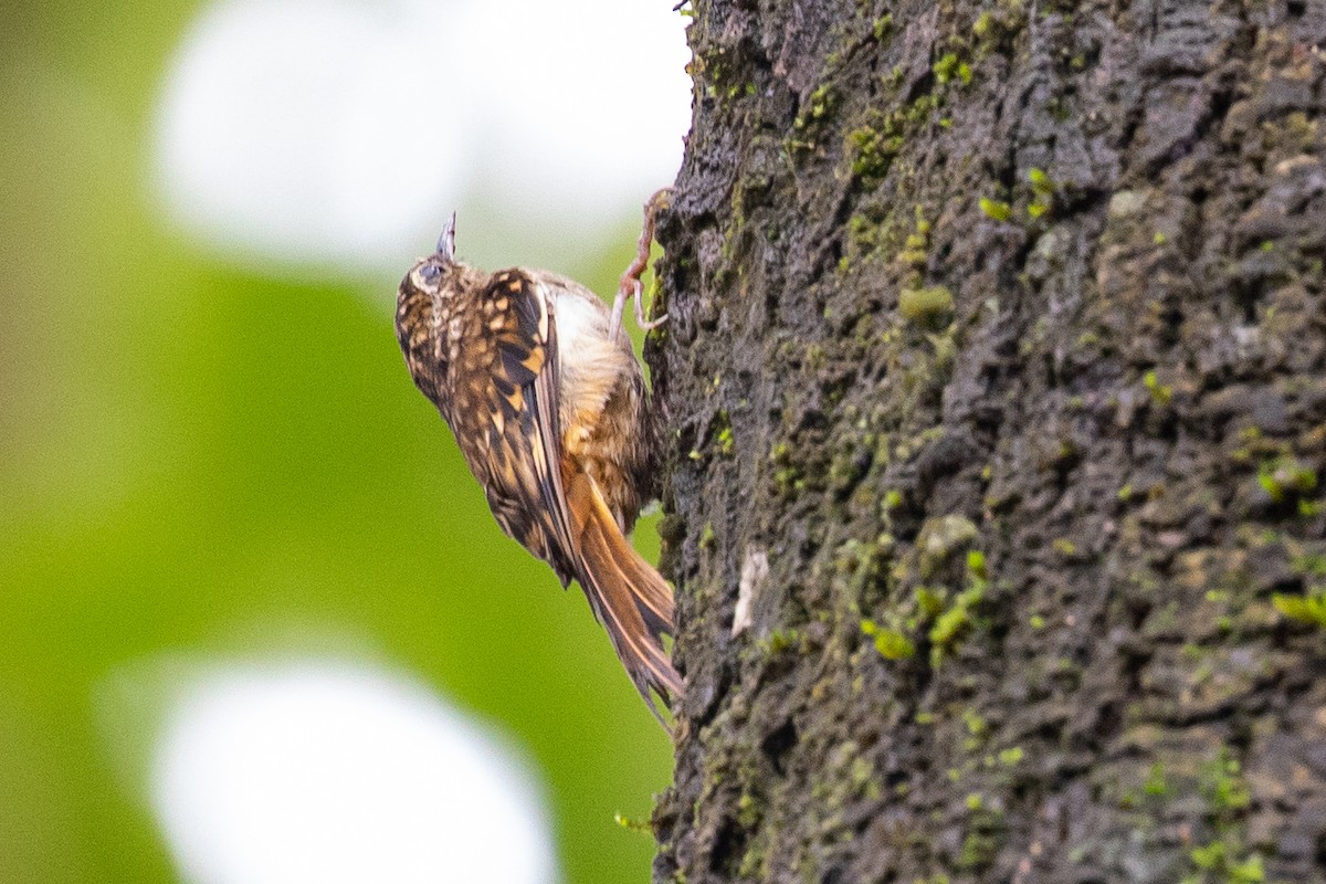 Hume's Treecreeper - ML594470401