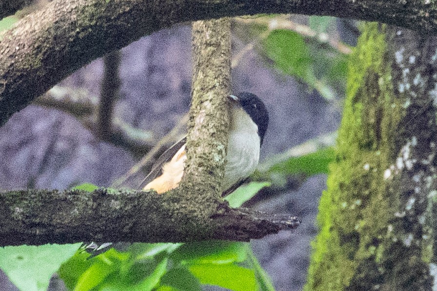 Rufous-backed Sibia - Xiaoni Xu