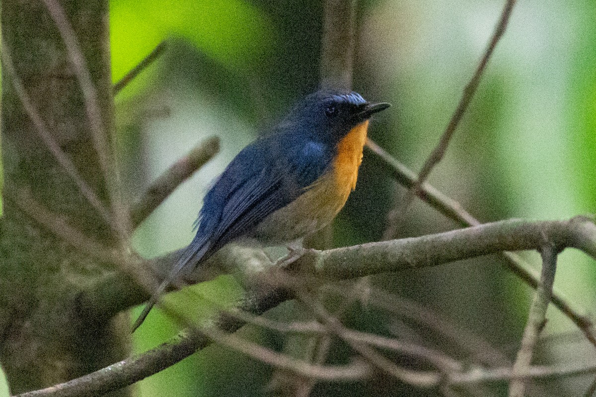 Hill Blue Flycatcher - ML594471151