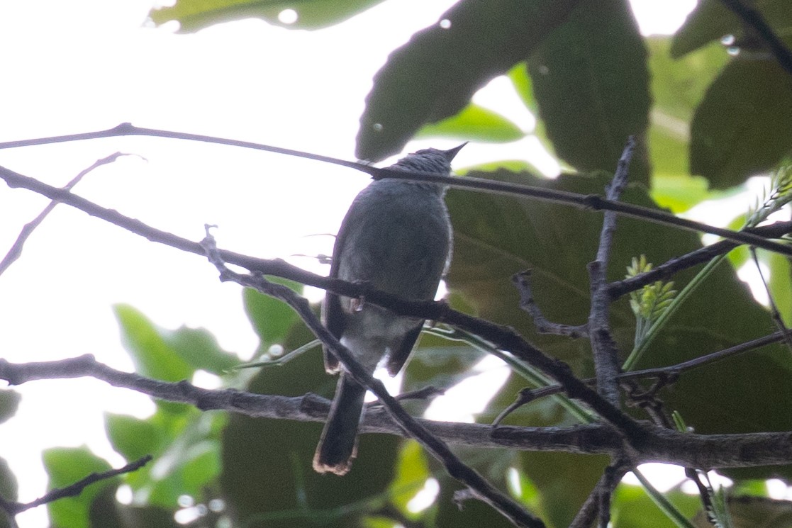 Striated Yuhina - ML594471171