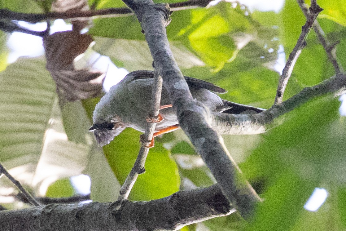 Striated Yuhina - ML594471191