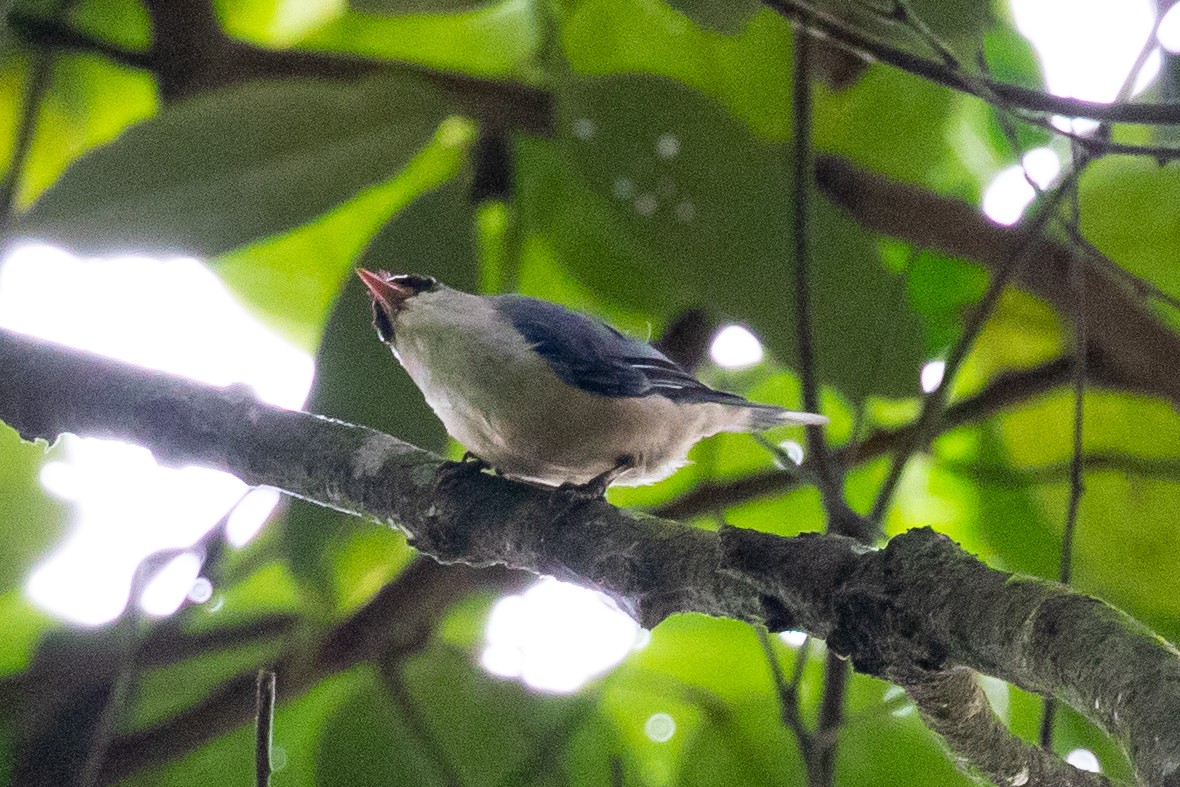 Velvet-fronted Nuthatch - ML594471221