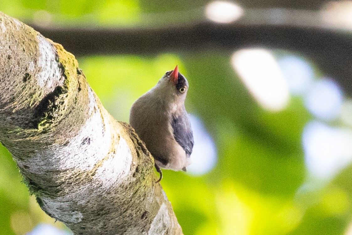 Velvet-fronted Nuthatch - ML594471231