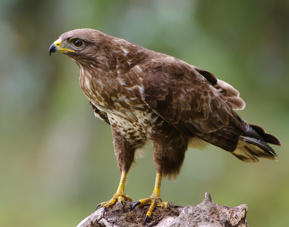 Common Buzzard - ML594472241