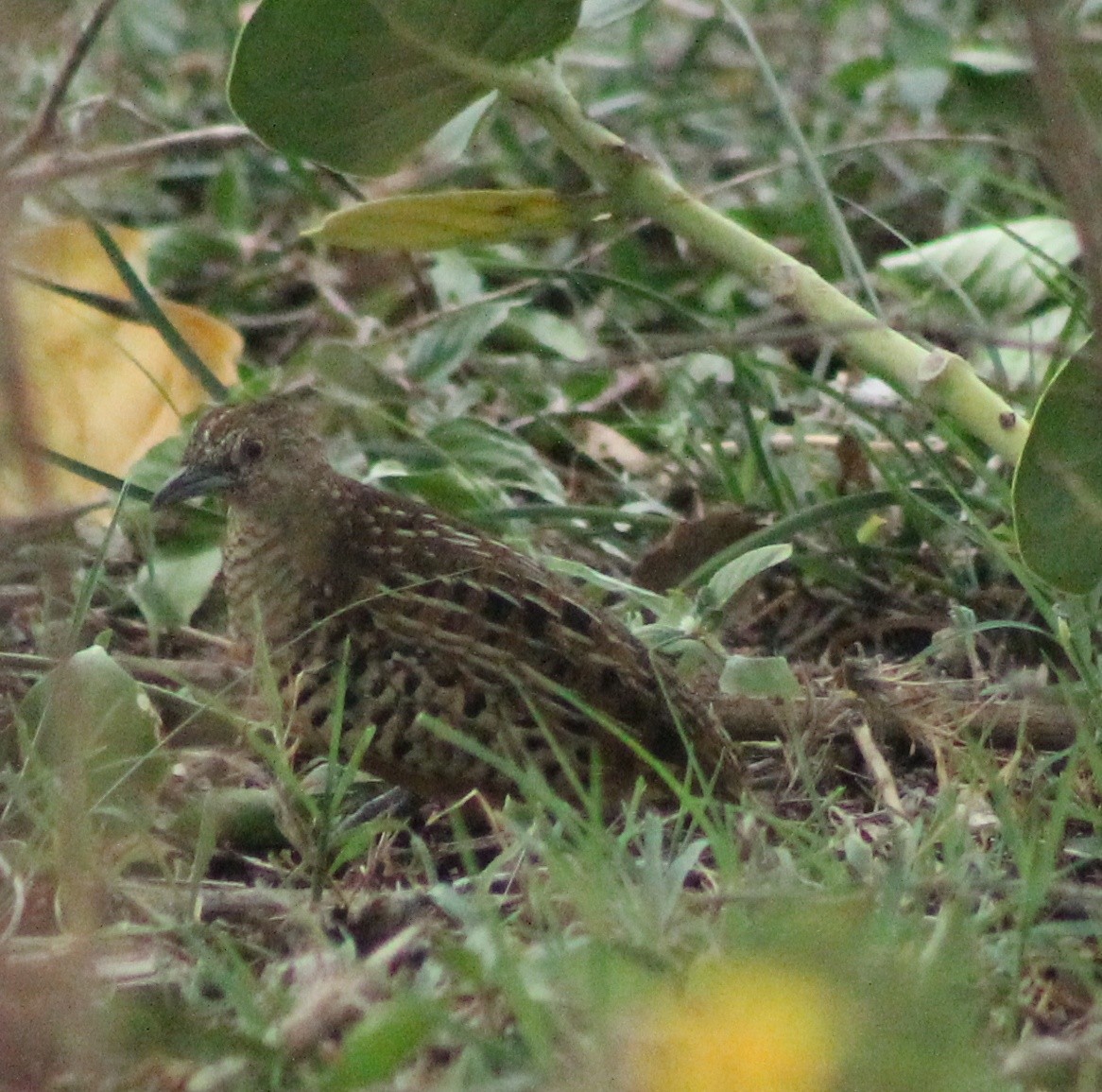 Synoicus/Coturnix sp. - ML594472271