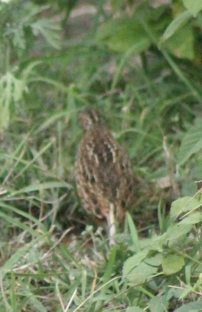 Synoicus/Coturnix sp. - ML594472301