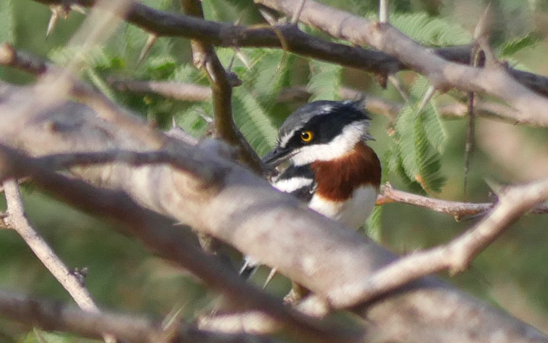 Gray-headed Batis - ML594472591